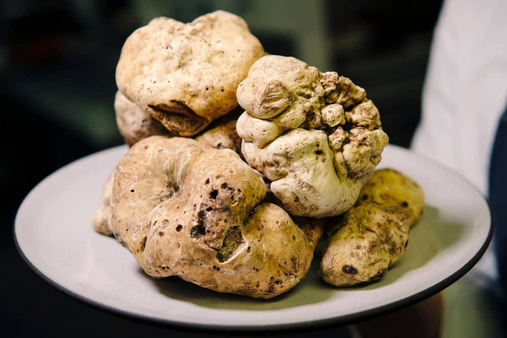 difference-between-black-and-white-truffle-1024x683.jpg