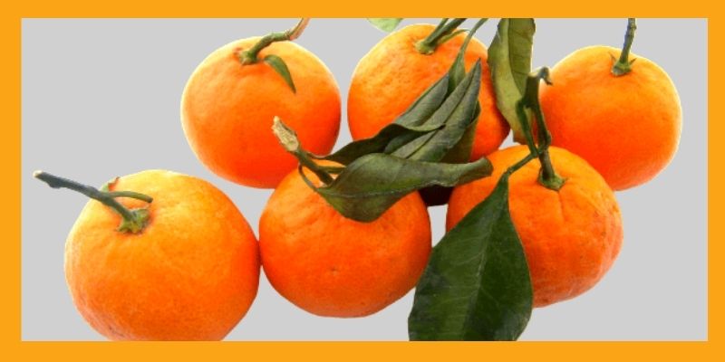 Satsuma oranges